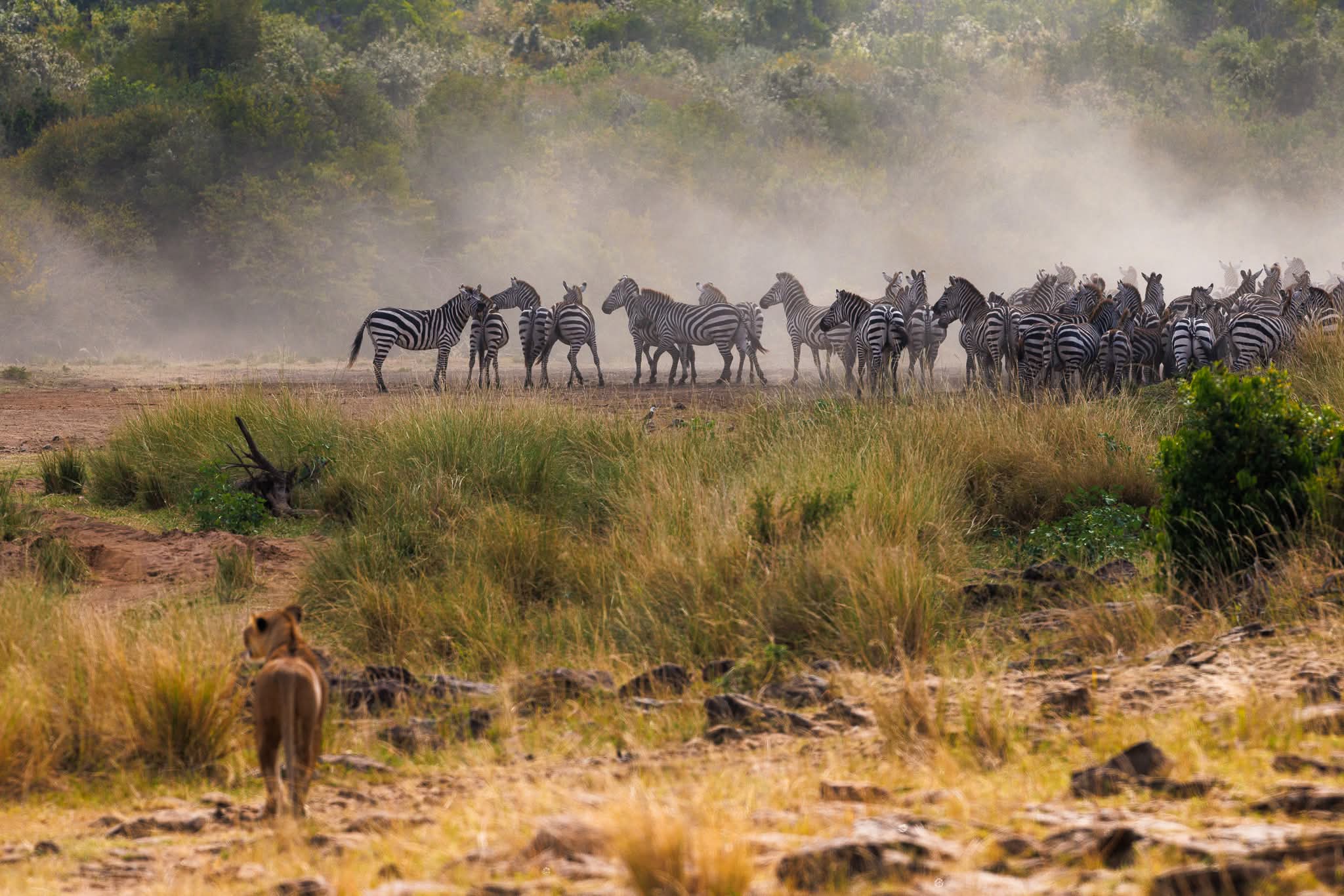Why the Great Wildebeest Migration in Kenya Should Be on Your Travel Bucket List (2026 Guide)