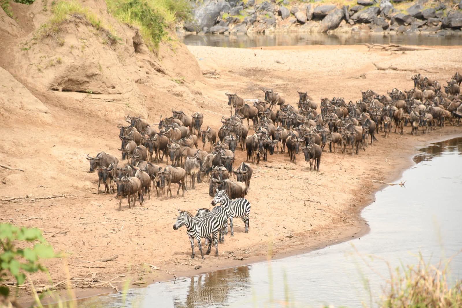 Kenya & Tanzania Safari Experience: The Ultimate East Africa Adventure