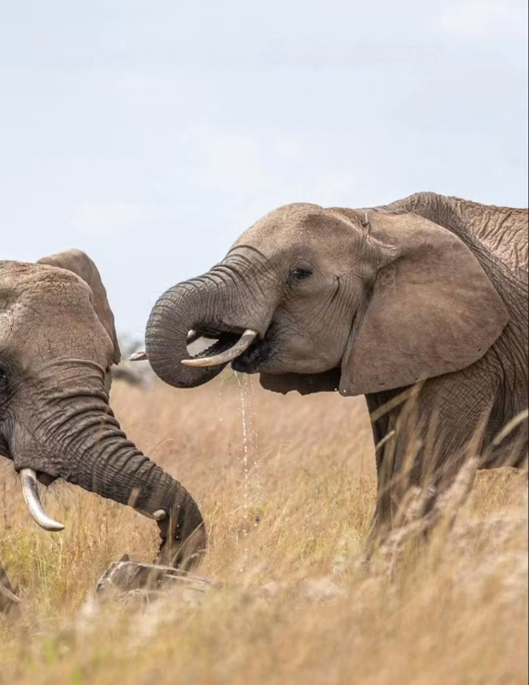 Why August to October Is the Best Time for a Masai Mara Safari (2026 Guide)