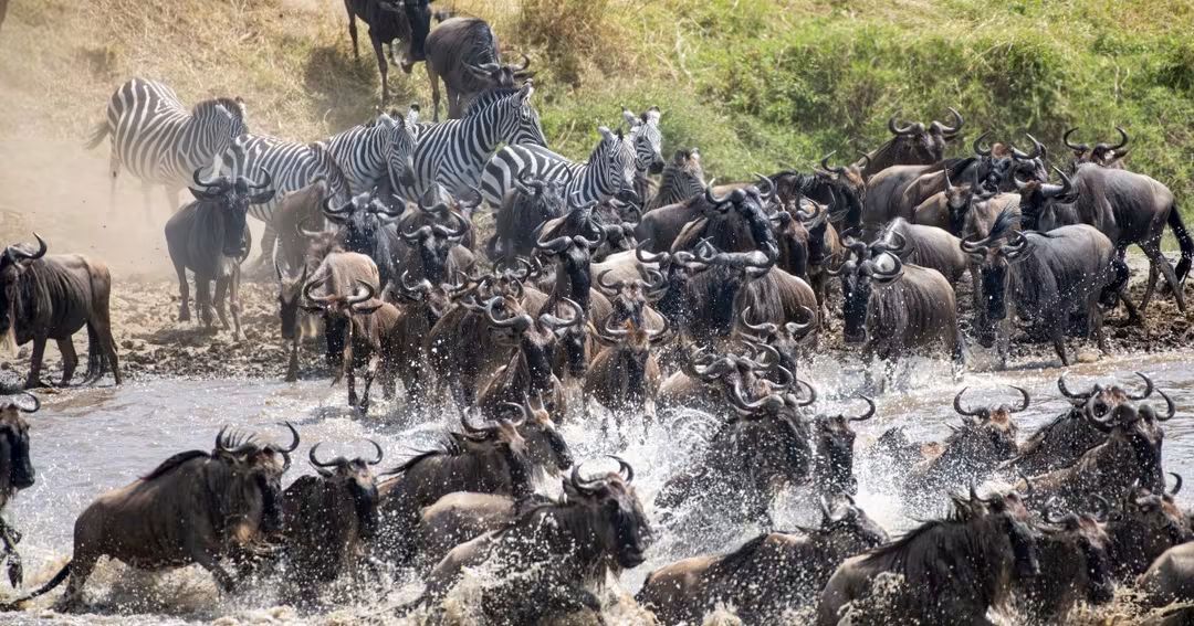 Why 2026 Is the Best Year to Visit Kenya | Phil Travel Safaris